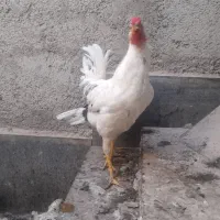 خروس گلین  ۶ ماه