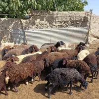 فروش میش بره دار جوان|حیوانات مزرعه|کمیجان, |دیوار