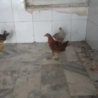 جوجه ۶ ماهه