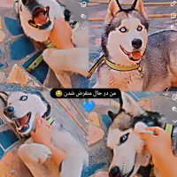 واگذاری هاسکی|سگ|لاهیجان, شهید آوینی|دیوار