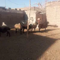 کاور تقلی آبستن|حیوانات مزرعه|قاسمآباد (خواف), |دیوار