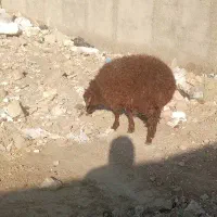 قوچ .بر .بز.بزغاله.