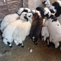 بره|حیوانات مزرعه|ماهان, |دیوار