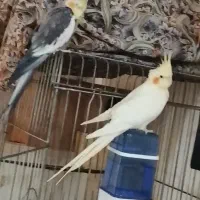 4عدد عروس بالغ و 1جوجه عروس