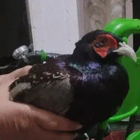 پرنده