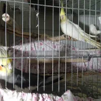 دو تا جوجه طوطی عروس هلندی|پرنده|فریدون‌کنار, |دیوار