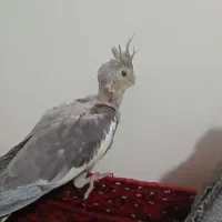 باسلام یک جفت عروس هلندی نرو ماده