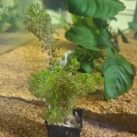 ماهی کالر ویدو و گیاه شویدی