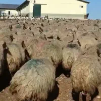 بره و قوچ...