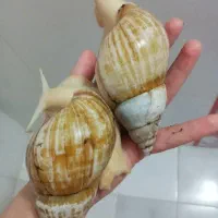 حلزون آچاتینا سوپر مولد|خزنده|بوشهر, |دیوار