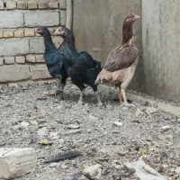 مرغ و خروس و جوجه لاری|حیوانات مزرعه|ضیاء آباد, |دیوار