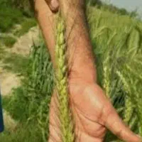 گندم ابی روسیه