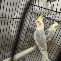 عروس هلندی دوکت مولدبا تخم رام ودستی