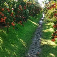 کارگری کشاورزی در ترکیه