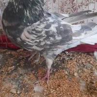 کفتر خوب وخوشکل|پرنده|سبزوار, شرق کال جنوبی (شمس آبادی)|دیوار