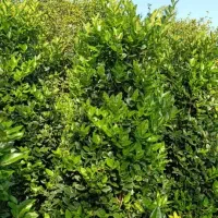 یاس هلندی|گل و گیاه طبیعی|کلاچای, |دیوار