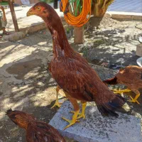 تعدادی مرغ لاری