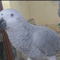 جوجه کاسکو