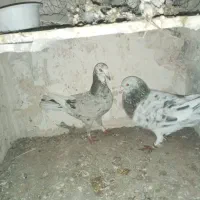 کبوتر سرور جفتگاه