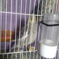 عروس هلندی|پرنده|مشهد, فرخد|دیوار