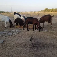 بز پاکستانی و میش