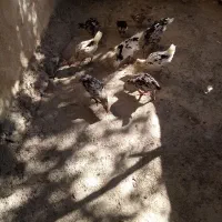 بوقلمون نر و ماده و نیمچه|حیوانات مزرعه|سنندج, |دیوار