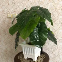 گل و گلدان|گل مصنوعی|همدان, |دیوار