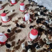 فروش جوجه محلی و هلندی