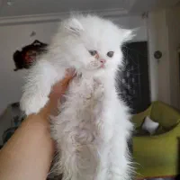 گربه پرشین بریتیش ماده|گربه|لاهیجان, کوی خزر|دیوار