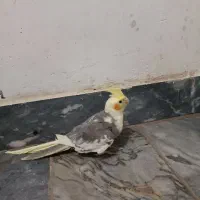 عروس هلندی نر