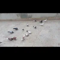 کفتر تکپر رنگی