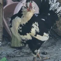 مرغ گلین تخم گذار
