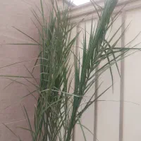 گل نخل  با گلدون سفالی