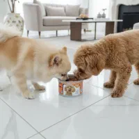 پت شاپ آنلاین نیل