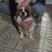 سگ پاکوتاه   اسپیتز