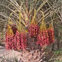 زمین باغی و کشاورزی رودان ، آسیاب