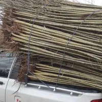 پیش فروش صنوبر انتخاب حرفه ای برای باغ و فضای باز|خدمات باغبانی و درختکاری|شهرکرد, |دیوار