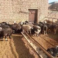 میش داشتی