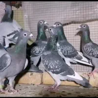 7 عدد ماده پلاکی میبد و پرشی