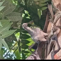 کبوتر پلاکی|پرنده|بشاریات, |دیوار