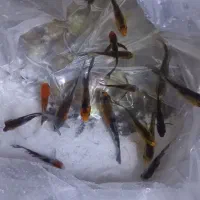 ماهی کوی لجن خوار