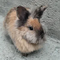 خرگوش پشمالو کاملا دستی|موش و خرگوش|پیشوا, |دیوار