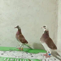 کبوتر