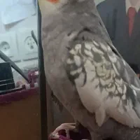 گمشده