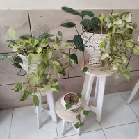 گل طبیعی پتوس خاص|گل و گیاه طبیعی|شیراز, شهرک مدرس|دیوار