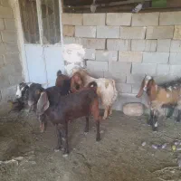 گوسفند