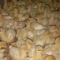 بوقلمون بیوتی سیکس