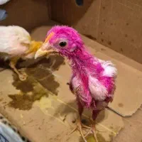جوجه ۳ ماهه