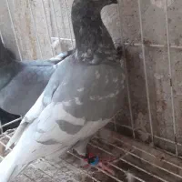 کبوتر