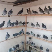کبوتر رنگی و سیاه پلاکی پلنگ